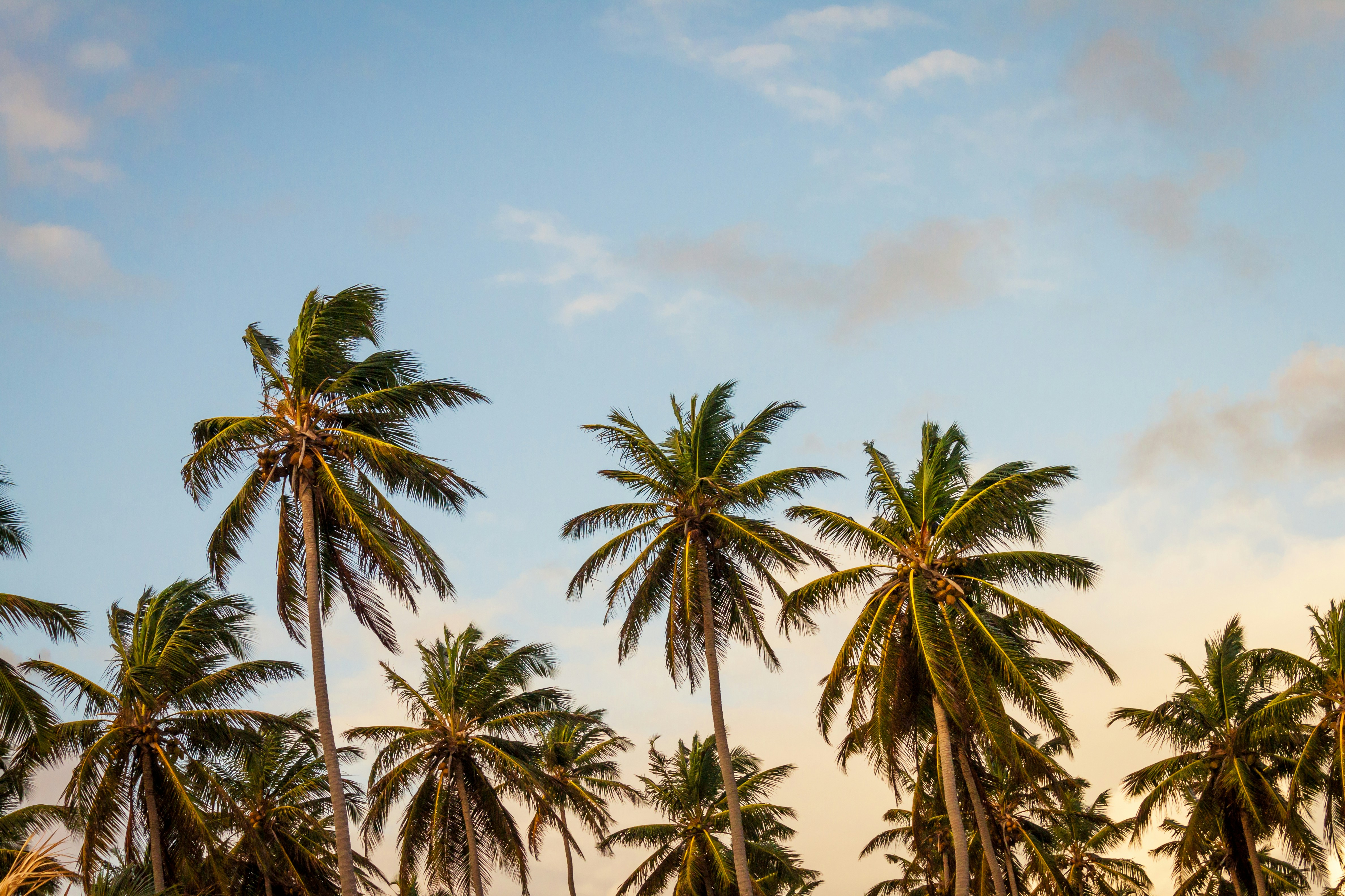 Palms along Florida Mango Road.